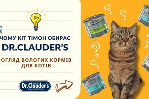 Чому шотландський кіт Тімон обирає Dr.Clauder’s? Огляд вологих кормів для котів