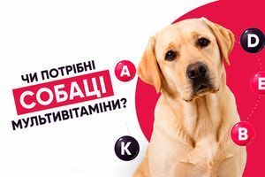 Чи потрібні собаці мультивітаміни?