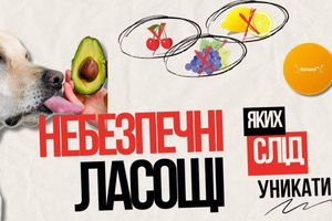 Небезпечні ласощі. Фрукти, яких слід уникати собакам