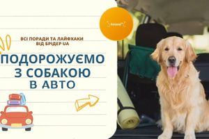 Подорожуємо з собакою в авто. Всі поради та лайфхаки від Брідер UА