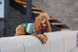 Одяг Одяг Светр Pet Fashion Happy для собак, розмір XXS