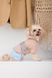 Одяг Одяг Дощовик Pet Fashion Tina для дівчаток розмір L бежевий/блакитний