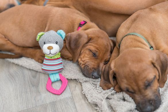 Іграшка Trixie Junior Ведмідь для собак, з кільцем зі звуком, 23 см (текстиль/плюш)