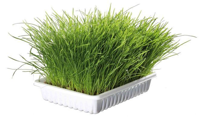 Ласощі для котів Трава Trixie Soft Grass для котів та кошенят контейнер пластик 100 г