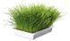 Ласощі для котів Трава Trixie Soft Grass для котів та кошенят контейнер пластик 100 г
