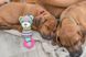 Іграшка Trixie Junior Ведмідь для собак, з кільцем зі звуком, 23 см (текстиль/плюш)
