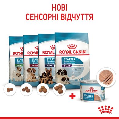 ROYAL CANIN STARTER MOUSE 195 г