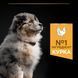 Сухий корм PRO PLAN Medium Puppy Healthy Start для цуценят середніх порід до року, з куркою, 12 кг