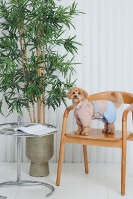 Одяг Одяг Дощовик Pet Fashion Tina для дівчаток розмір XS бежевий/блакитний