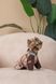 Одяг Одяг Дощовик Pet Fashion Mustang для собак розмір M2