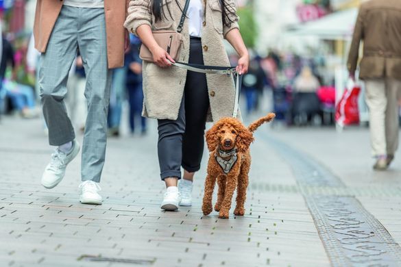 Амуніція для собак Амуніція для собак Шлея Trixie CityStyle H-harness для собак бавовна L&ndash;XL 75&ndash;120 см 25 мм світло-сіра