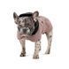 Одяг Одяг Попона Pet Fashion Max для собак M2