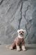 Одяг Одяг Костюм Pet Fashion ALF для собак розмір S бежевий