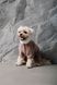Одяг Одяг Костюм Pet Fashion ALF для собак розмір S бежевий