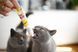Вітаміни та добавки для котів Паста для котів GimCat DUO PASTE Multi-vitamin 12 vitamins with cheese 12 вітамінів та сир, 50 г
