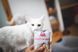 Вологий корм Brit Care Cat Pouch для котів, філе в соусі, пікантний лосось, 85 г