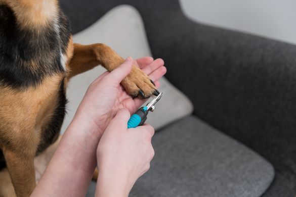 Інструменти для догляду Інструменти для догляду Кігтеріз Trixie Luxe для домашніх тварин, маленький, 12 см