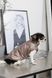 Одяг Одяг Жилет Pet Fashion Hardy для собак розмір M