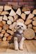 Одяг Одяг Жилет Pet Fashion Hardy для собак розмір M2