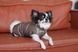 Одяг Одяг Жилет Pet Fashion Hardy для собак розмір M2
