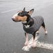 Одяг Одяг Жилет Pet Fashion &laquo;E.Vest&raquo; для собак, розмір M2, сірий
