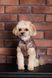Одяг Одяг Жилет Pet Fashion Hardy для собак розмір XS