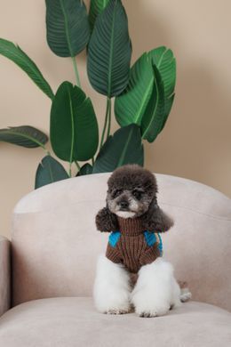Одяг Одяг Светр Pet Fashion Happy для собак, розмір M
