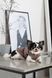 Одяг Одяг Жилет Pet Fashion Hardy для собак розмір XS2