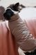 Одяг Одяг Жилет Pet Fashion Hardy для собак розмір XS2